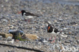 Scholekster (Haematopus ostralegus)