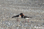 Scholekster (Haematopus ostralegus)