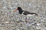 Scholekster (Haematopus ostralegus)