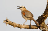 Zwartkruinklauwier (Tchagra senegalus)