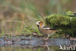 Appelvink (Coccothraustes coccothraustes)