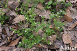 Bosveldkers (Cardamine flexuosa)