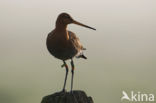 Grutto (Limosa limosa)