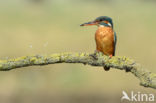 IJsvogel (Alcedo atthis)