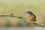 IJsvogel (Alcedo atthis)