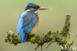 IJsvogel (Alcedo atthis)