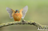 IJsvogel (Alcedo atthis)