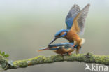 IJsvogel (Alcedo atthis)