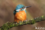 IJsvogel (Alcedo atthis)