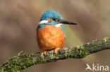 IJsvogel (Alcedo atthis)