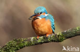 IJsvogel (Alcedo atthis)