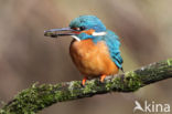 IJsvogel (Alcedo atthis)