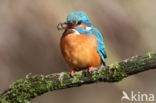 IJsvogel (Alcedo atthis)