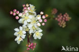 Knolspirea (Filipendula vulgaris)