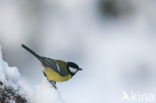 Koolmees (Parus major)