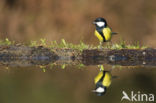 Koolmees (Parus major)