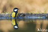 Koolmees (Parus major)