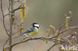 Koolmees (Parus major)