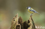 Koolmees (Parus major)