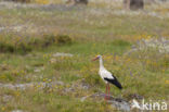 Ooievaar (Ciconia ciconia)