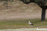 Ooievaar (Ciconia ciconia)