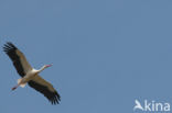 Ooievaar (Ciconia ciconia)