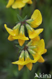 Paardenhoefklaver (Hippocrepis comosa)