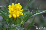 Scolymus hispanicus