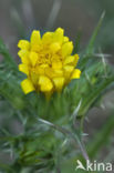 Scolymus hispanicus