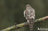 Sperwer (Accipiter nisus)