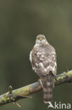 Sperwer (Accipiter nisus)