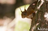 Eekhoorn (Sciurus vulgaris)