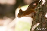 Eekhoorn (Sciurus vulgaris)