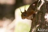 Eekhoorn (Sciurus vulgaris)