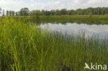 Empese en Tondense Heide