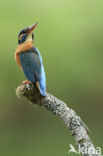 IJsvogel (Alcedo atthis)