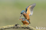 IJsvogel (Alcedo atthis)