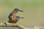 IJsvogel (Alcedo atthis)