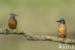 IJsvogel (Alcedo atthis)