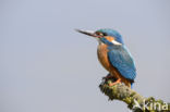 IJsvogel (Alcedo atthis)