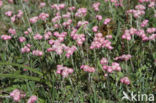 Rozenkransje (Antennaria dioica)