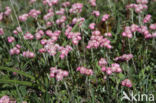 Rozenkransje (Antennaria dioica)