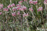 Rozenkransje (Antennaria dioica)