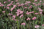 Rozenkransje (Antennaria dioica)