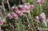 Rozenkransje (Antennaria dioica)