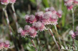 Rozenkransje (Antennaria dioica)