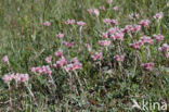 Rozenkransje (Antennaria dioica)