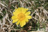 Voorjaarsadonis (Adonis vernalis)