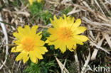 Voorjaarsadonis (Adonis vernalis)