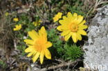 Voorjaarsadonis (Adonis vernalis)